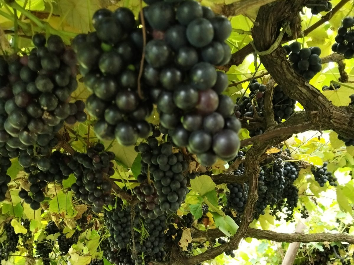 Cachos de uva escura na latada