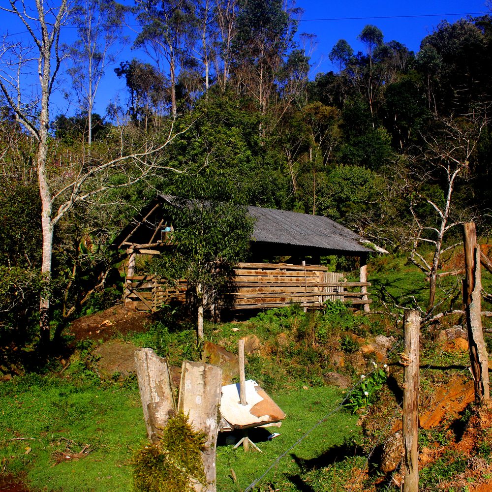 Rancho de madeira numa clareira entre a mata